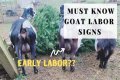 How To Know When Your GOAT Offer Is Accepted